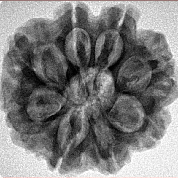 8 Mukhi Rudraksha 25.7mm 5.54gm - Inverse xray