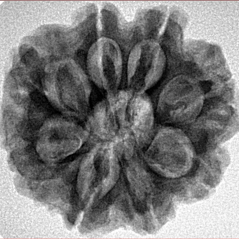 8 Mukhi Rudraksha 25.7mm 5.54gm - Inverse xray