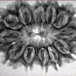 12 Mukhi Rudraksha 32.4mm 5gm - Inverse xray