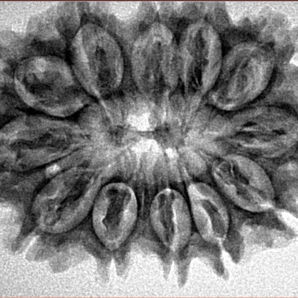 12 Mukhi Rudraksha 32.4mm 5gm - Inverse xray
