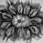 12 Mukhi Rudraksha 28.9mm 3.69gm - Inverse xray