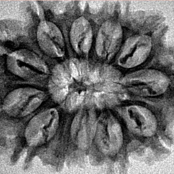 12 Mukhi Rudraksha 28.9mm 3.69gm - Inverse xray