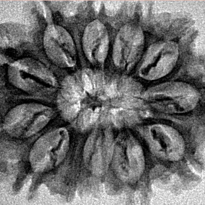 12 Mukhi Rudraksha 28.9mm 3.69gm - Inverse xray