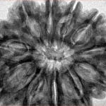 11 Mukhi Rudraksha 32.7mm 8gm - Inverse xray