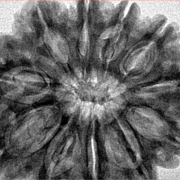 11 Mukhi Rudraksha 32.7mm 8gm - Inverse xray
