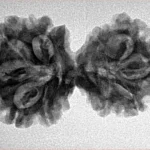10 Mukhi G.S & Ganesh 31.8mm 4.47gm - Inverse xray