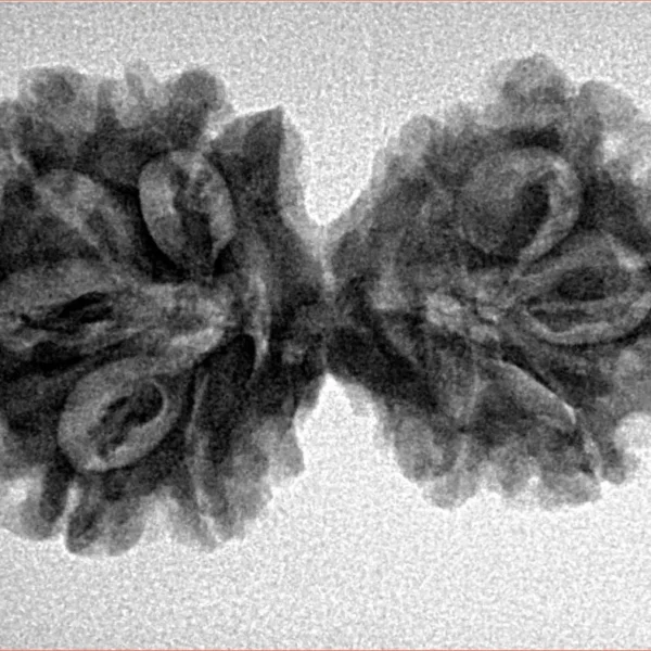 10 Mukhi G.S & Ganesh 31.8mm 4.47gm - Inverse xray