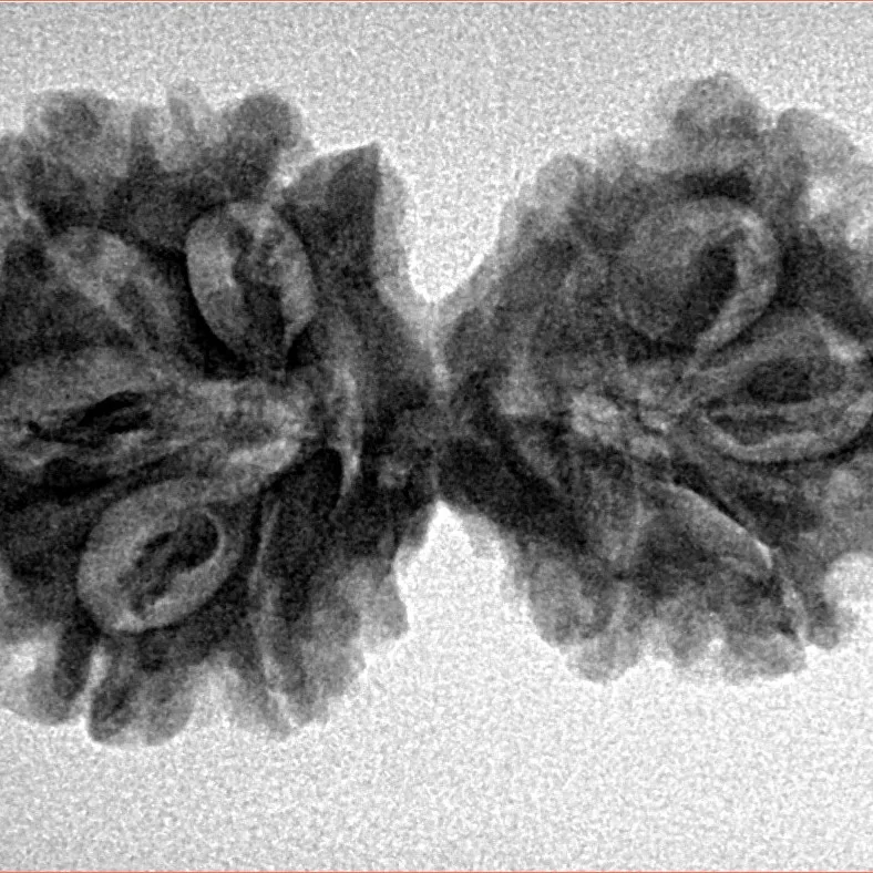 10 Mukhi G.S & Ganesh 31.8mm 4.47gm - Inverse xray