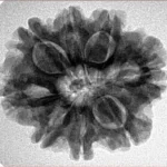 8 Mukhi Rudraksha 25.6mm 5gm - Inverse xray