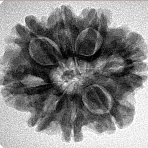 8 Mukhi Rudraksha 25.6mm 5gm - Inverse xray