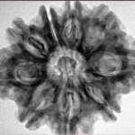 9 Mukhi Rudraksha 28.6mm 5.43gm - Origin: Nepal - Inverse xray