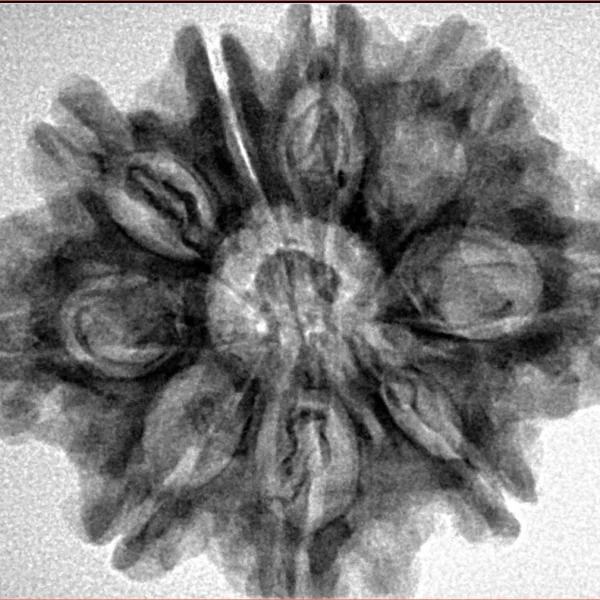 9 Mukhi Rudraksha 28.6mm 5.43gm - Origin: Nepal - Inverse xray