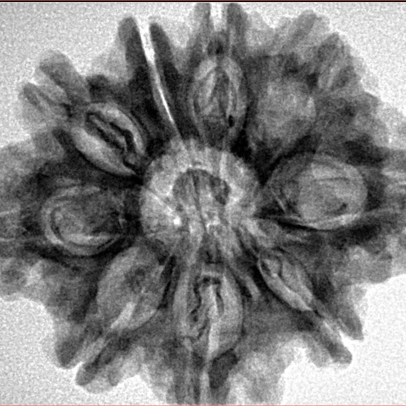 9 Mukhi Rudraksha 28.6mm 5.43gm - Origin: Nepal - Inverse xray