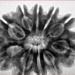 10 Mukhi Rudraksha 31.5mm 6.89gm - Inverse xray