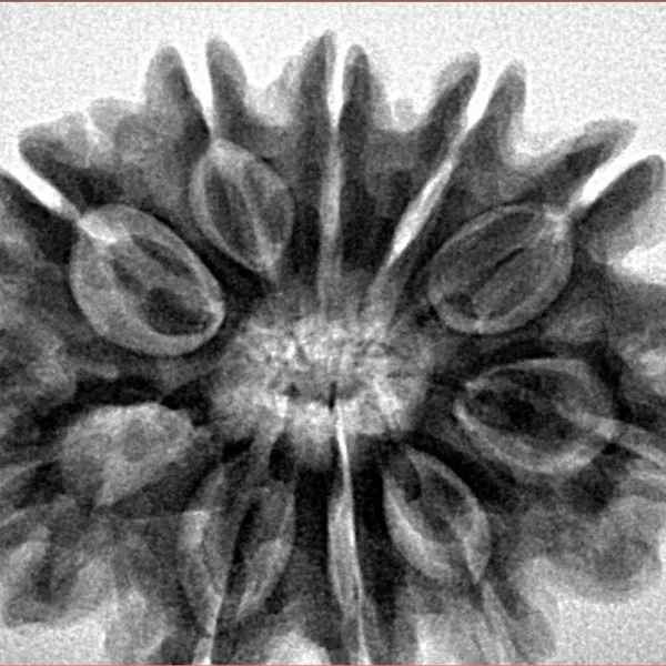 10 Mukhi Rudraksha 31.5mm 6.89gm - Inverse xray