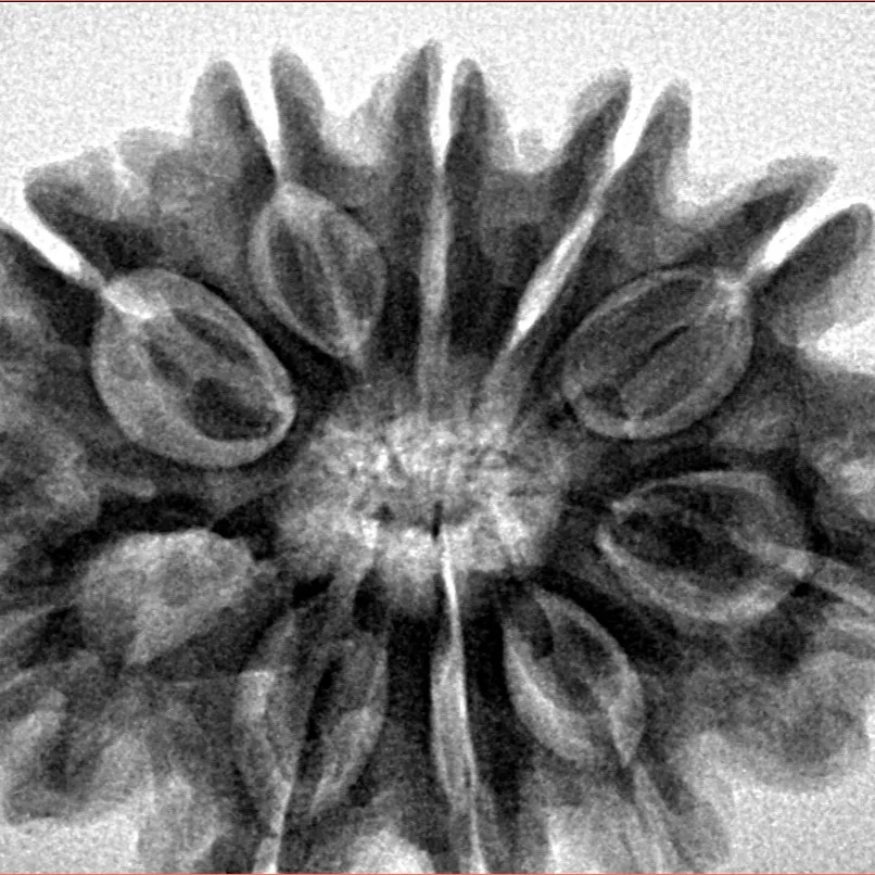 10 Mukhi Rudraksha 31.5mm 6.89gm - Inverse xray