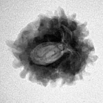 1 Mukhi Rudraksha 21.6mm 2.88gm - Inverse xray