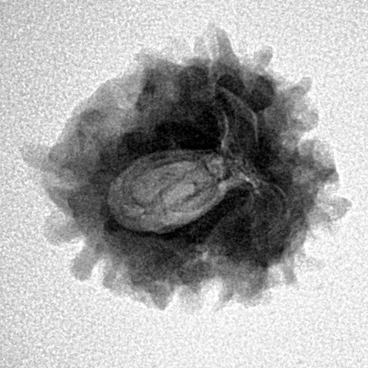 1 Mukhi Rudraksha 21.6mm 2.88gm - Inverse xray