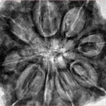 9 Mukhi Rudraksha 33.5mm 9.42gm - Inverse xray