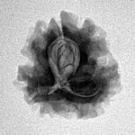 1 Mukhi Rudraksha 20.2mm 2.22gm - Inverse xray