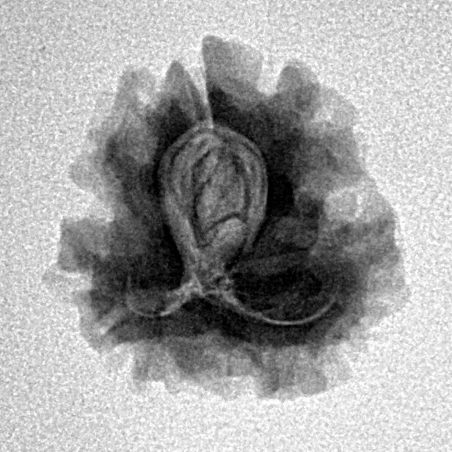 1 Mukhi Rudraksha 20.2mm 2.22gm - Inverse xray