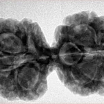 10 Mk Gaurishankar 36.9mm 7.4gm - Inverse xray