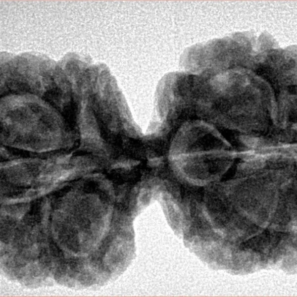 10 Mk Gaurishankar 36.9mm 7.4gm - Inverse xray