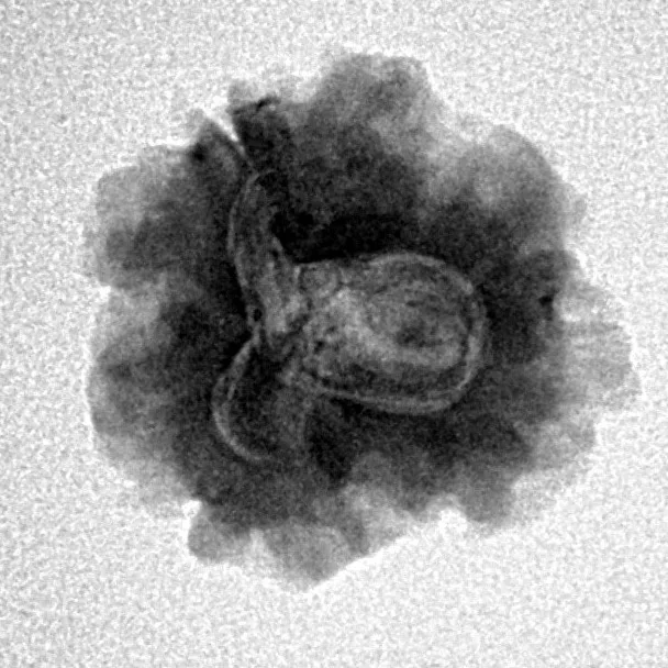 1 Mukhi Rudraksha 19.7mm 2.29gm - Inverse xray