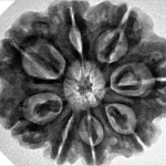 8 Mukhi Rudraksha 28mm 6.94gm - Inverse xray