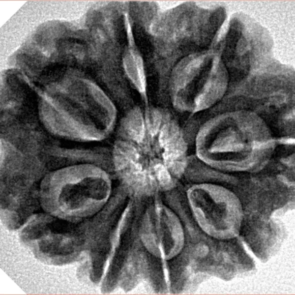 8 Mukhi Rudraksha 28mm 6.94gm - Inverse xray