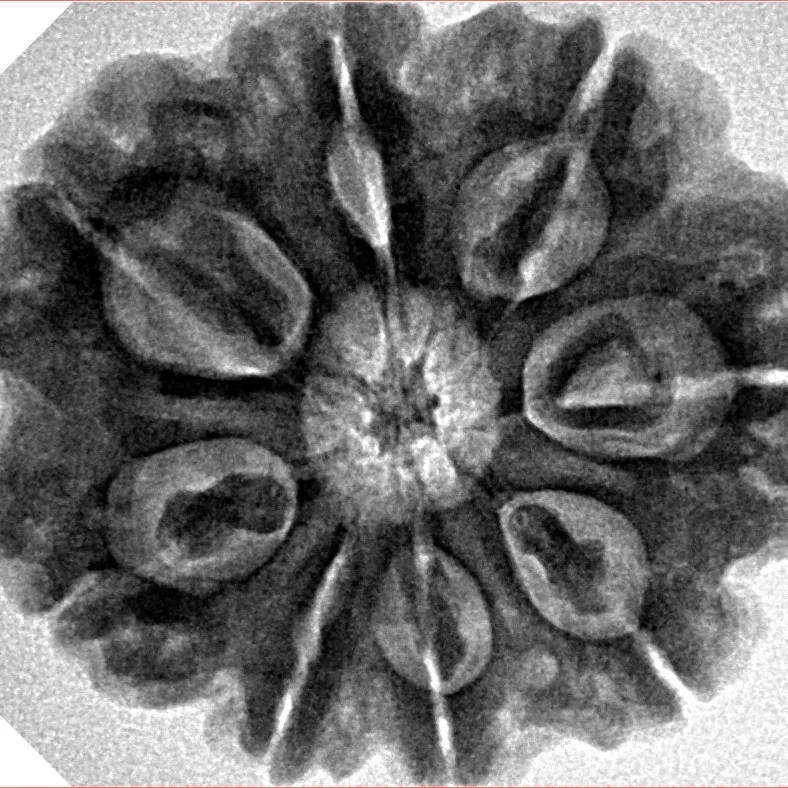 8 Mukhi Rudraksha 28mm 6.94gm - Inverse xray