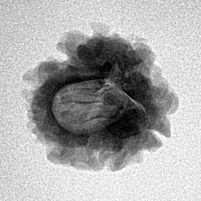 1 Mukhi Rudraksha 20mm 2gm - Inverse xray