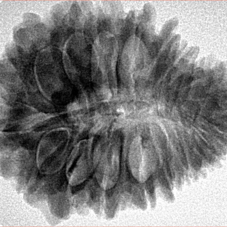 20 Mukhi Rudraksha 29.9mm 5.67gm - Inverse xray