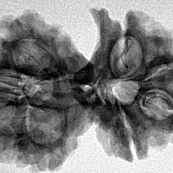 8 Mukhi G.S & Ganesh 31.6mm 5.21gm - Inverse xray