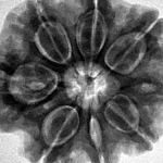 8 Mukhi Rudraksha 28.8mm 7.45gm - Inverse xray