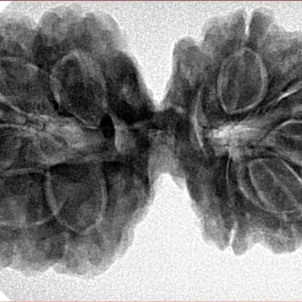 10 Mk Gaurishankar 37.8mm 8.35gm - Inverse xray