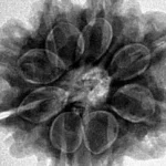 8 Mukhi Rudraksha 26.1mm 6gm - Inverse xray