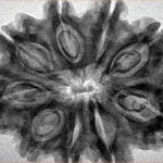 9 Mukhi Rudraksha 32.8mm 6.46gm - Inverse xray