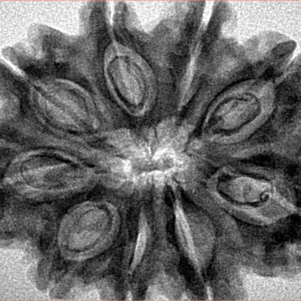 9 Mukhi Rudraksha 32.8mm 6.46gm - Inverse xray