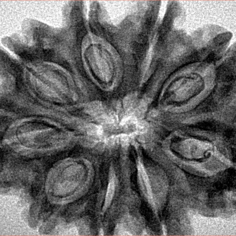 9 Mukhi Rudraksha 32.8mm 6.46gm - Inverse xray