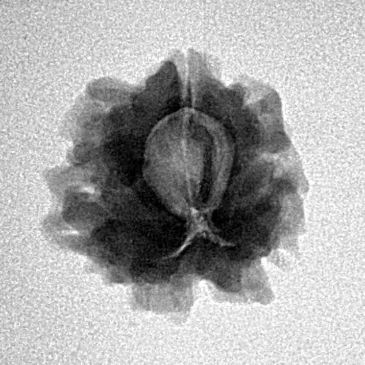 1 Mukhi Rudraksha 20mm 2.31gm - Inverse xray