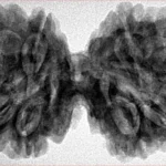 10 Mk Gaurishankar 40.6mm 8.6gm - Inverse xray