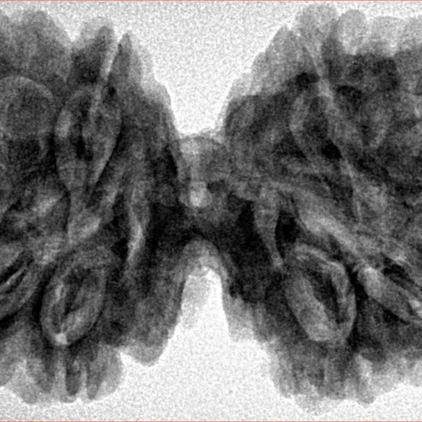 10 Mk Gaurishankar 40.6mm 8.6gm - Inverse xray