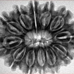 12 Mukhi Rudraksha 31.1mm 6.27gm - Inverse xray