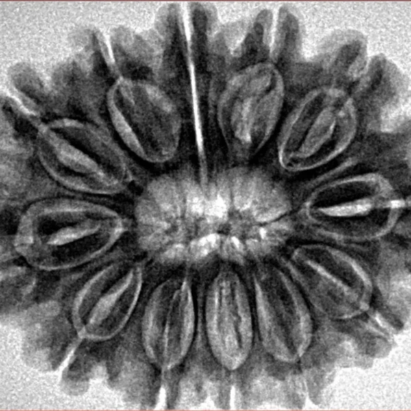 12 Mukhi Rudraksha 31.1mm 6.27gm - Inverse xray