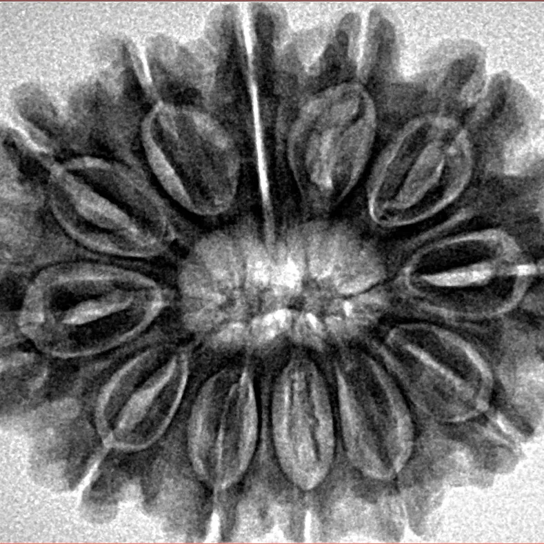 12 Mukhi Rudraksha 31.1mm 6.27gm - Inverse xray