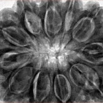 11 Mukhi Rudraksha 34.4mm 9.94gm - Inverse xray