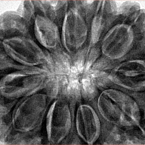 11 Mukhi Rudraksha 34.4mm 9.94gm - Inverse xray