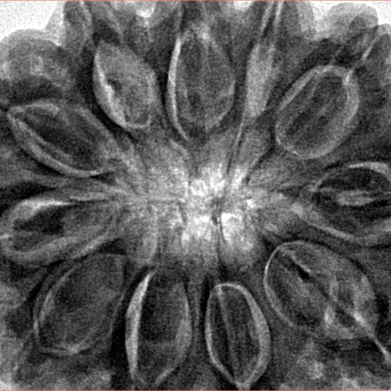 11 Mukhi Rudraksha 34.4mm 9.94gm - Inverse xray