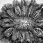 12 Mukhi Rudraksha 36.2mm 8.25gm - Inverse xray